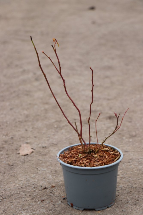 detail Kanadská borůvka 'Duke' - raná