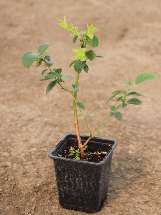 detail Kanadská borůvka 'Goldtraube'