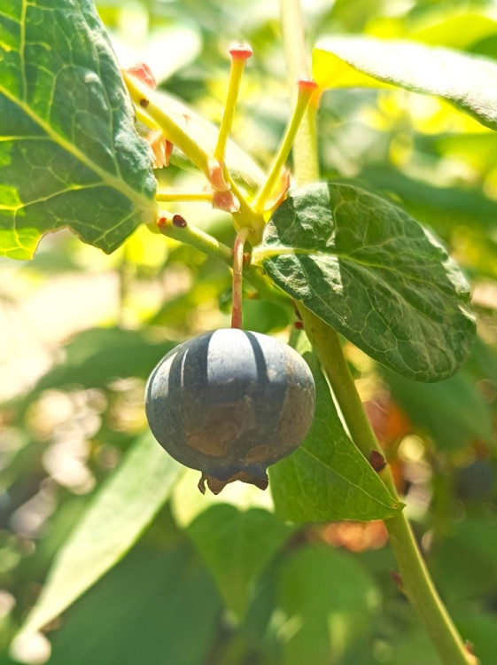 detail Kanadská borůvka 'Hannah choice' - raná