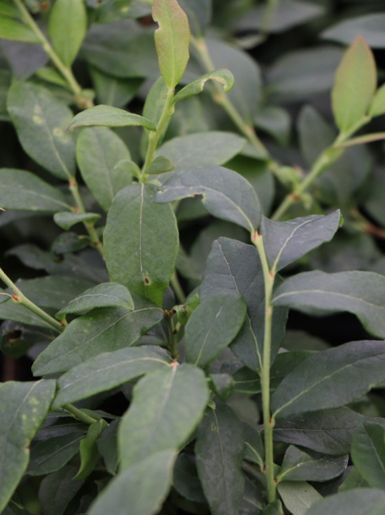 detail Kanadská borůvka 'Hortblue Petite' ®