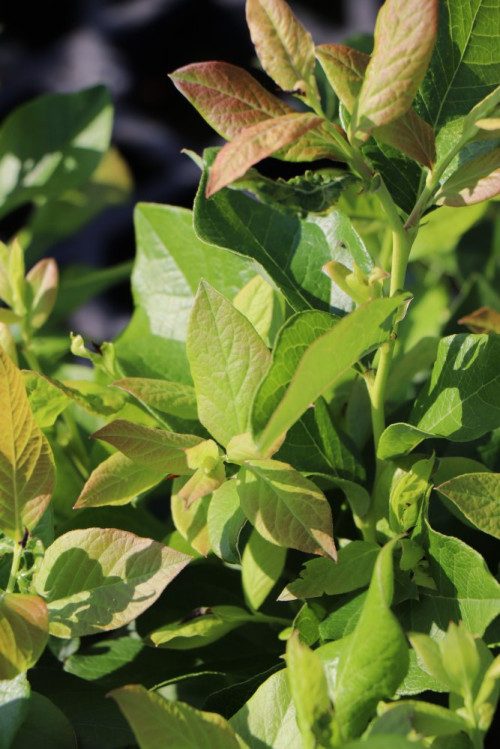 detail Kanadská borůvka 'Jersey' - raná