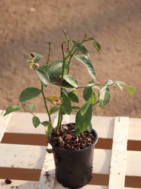 detail Růžová kanadská borůvka 'Pink Lemonade'® - pozdní