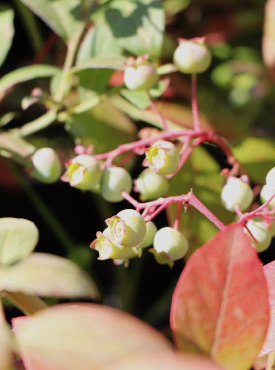 detail Kanadská borůvka 'Pioneer'