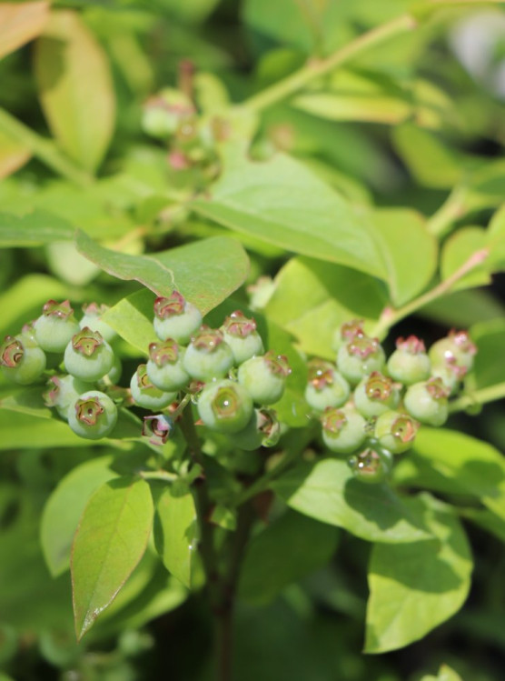 detail Kanadská borůvka 'Pioneer'
