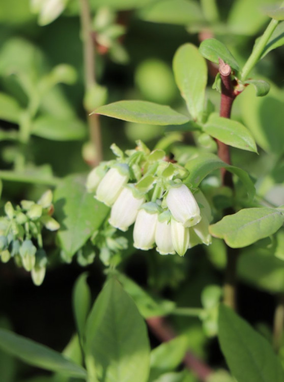 detail Kanadská borůvka 'Pioneer'