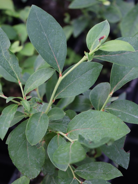 detail Kanadská borůvka ´Poppins´®