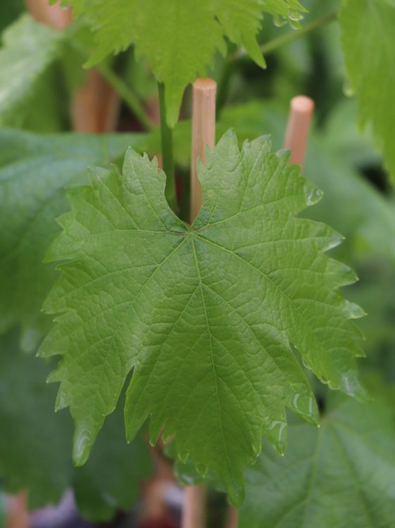 detail Vinná réva 'Attika'