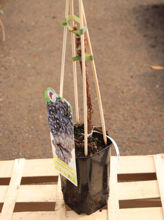 detail Vinná réva 'Attika'