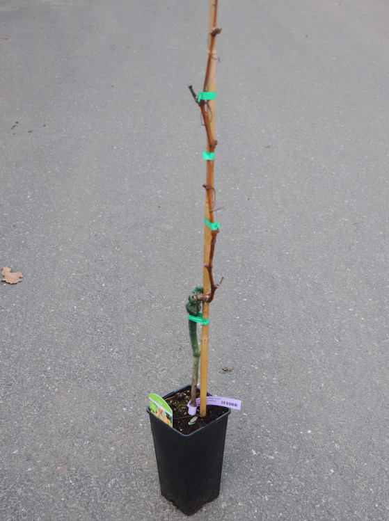 detail Vinná réva 'Irsai Oliver'