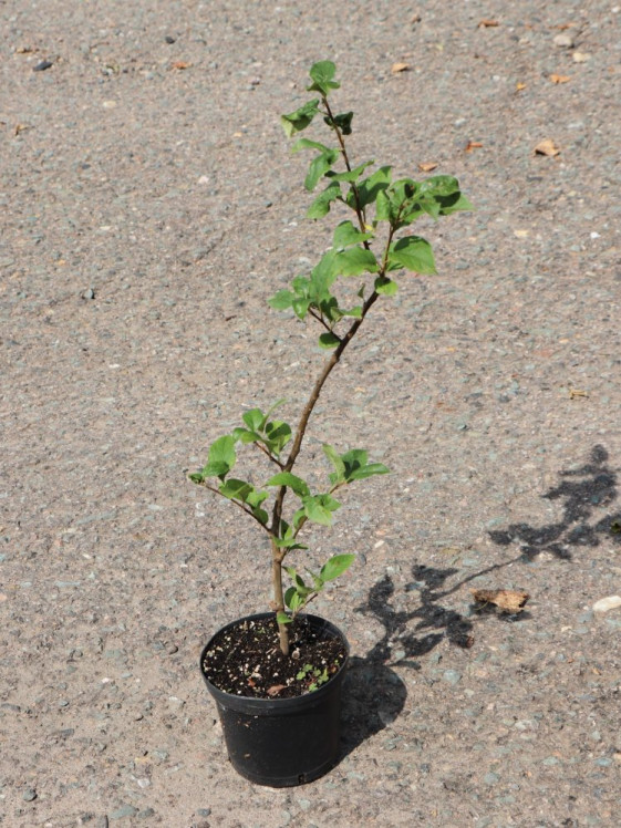 detail Jabloň typ M9 - podnož