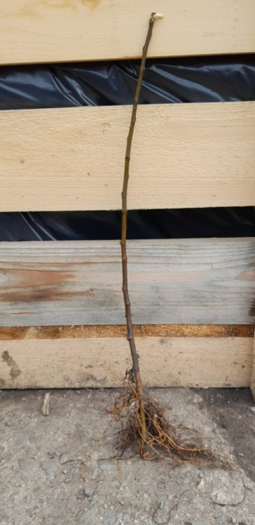 detail Jabloň typ M9 - podnož