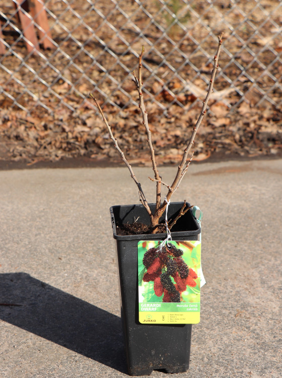 detail Moruše 'Gerardi Dwarf'