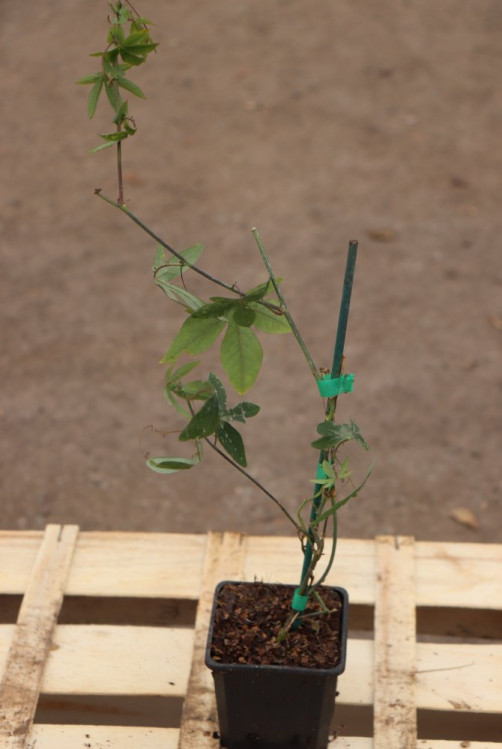 detail Mučenka Riverside ® 'Snow Queen'