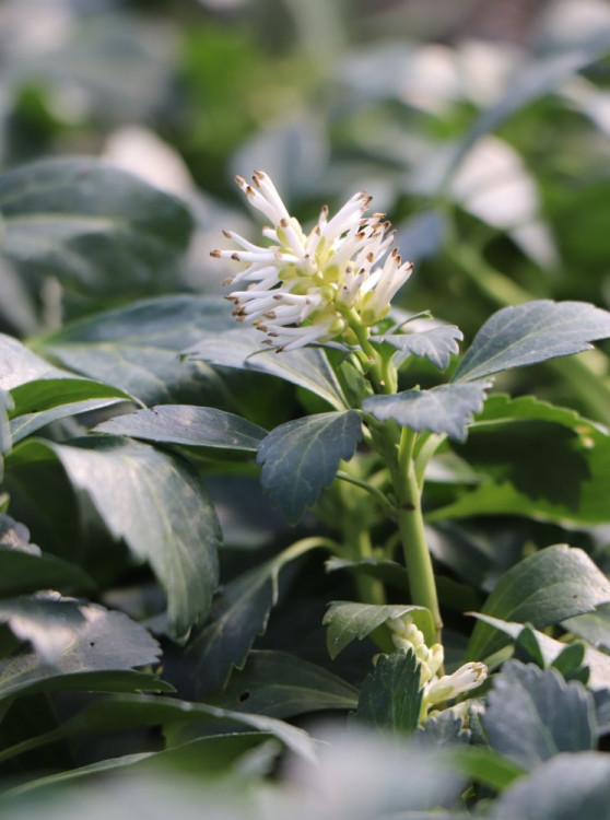 detail Tlustonitník klasnatý