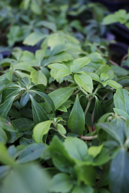 detail Tlustonitník klasnatý