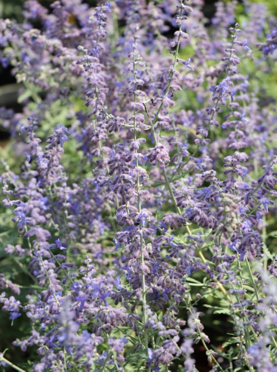 detail Perovskie lebedolistá 'Lacey Blue'