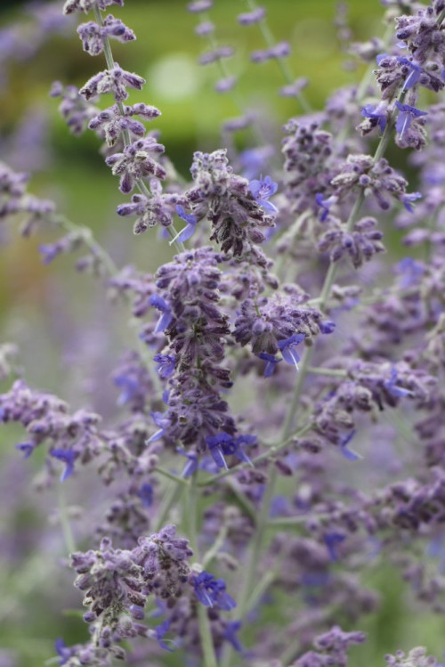 detail Perovskie lebedolistá 'Lacey Blue'