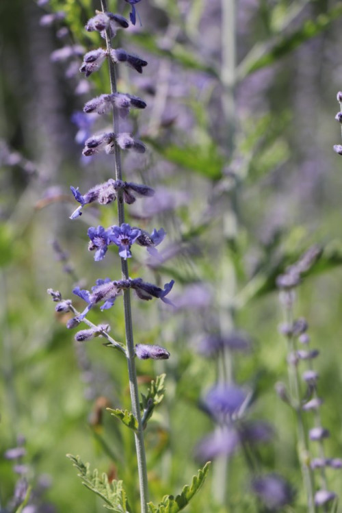 detail Perovskie lebedolistá 'Lacey Blue'