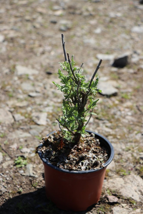 detail Perovskie lebedolistá 'Lacey Blue'