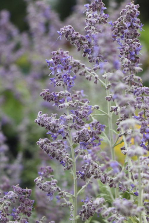 detail Perovskie lebedolistá 'Silvery Blue'