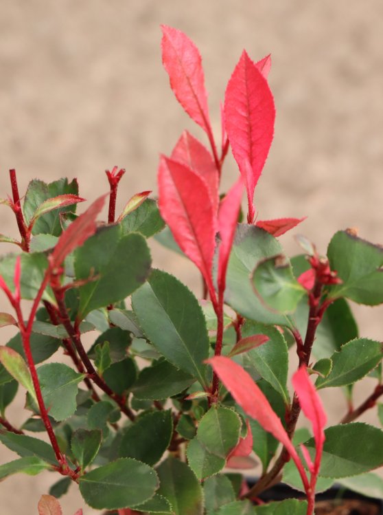 detail Blýskavka fraserova 'Little Fenna'®