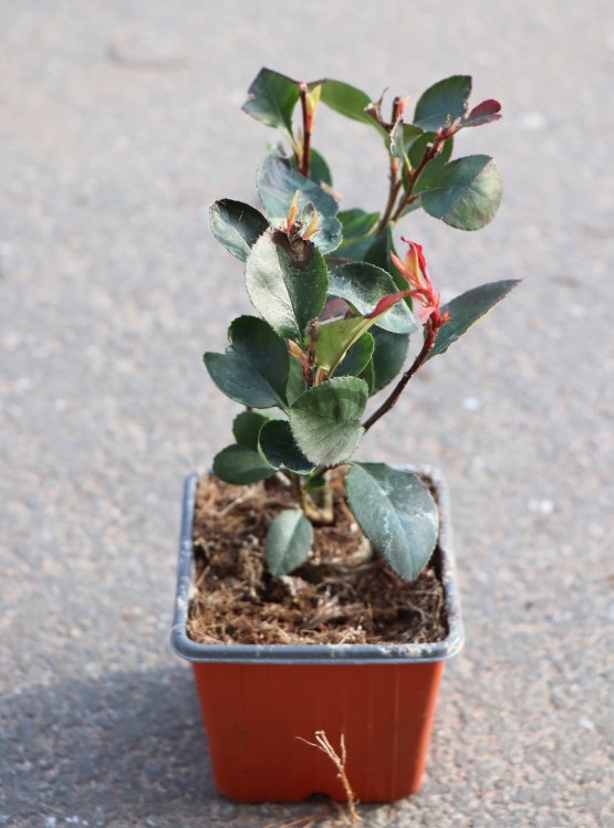 detail Blýskavka fraserova 'Little Red Robin'