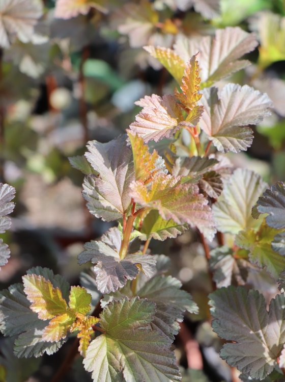 detail Tavola kalinolistá 'Andre'