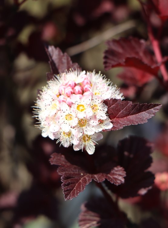 detail Tavola kalinolistá 'Andre'