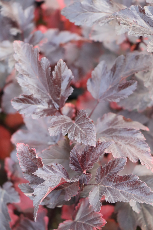 detail Tavola kalinolistá 'Atropurpurea'