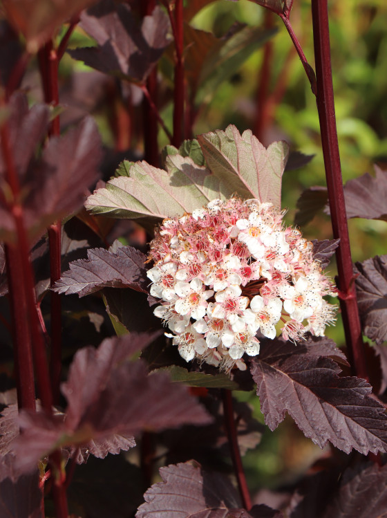 detail Tavola kalinolistá 'Atropurpurea'