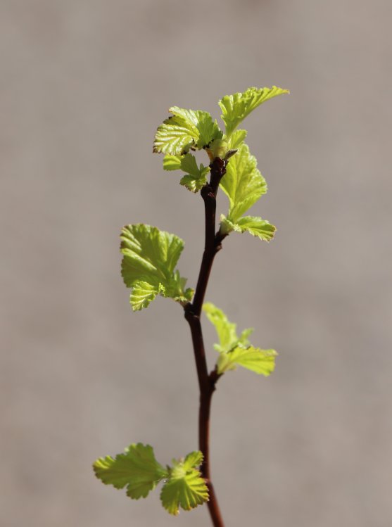 detail Tavola kalinolistá 'Dart's Gold'