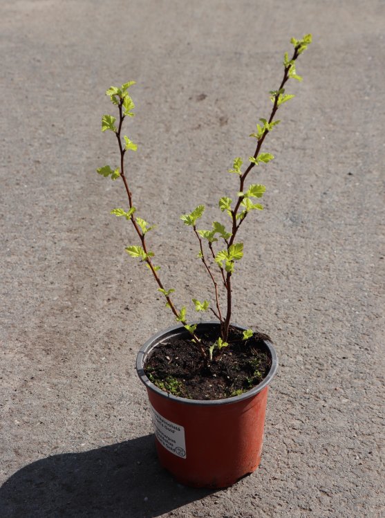 detail Tavola kalinolistá 'Dart's Gold'