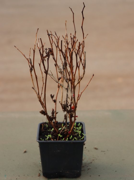 detail Tavola kalinolistá 'Little Angel'