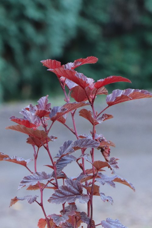 detail Tavola kalinolistá 'Little Angel'