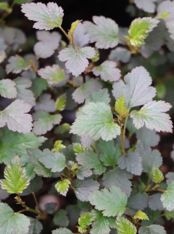 detail Tavola kalinolistá 'Little Joker'