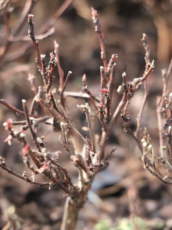 detail Tavola kalinolistá 'Little Joker'