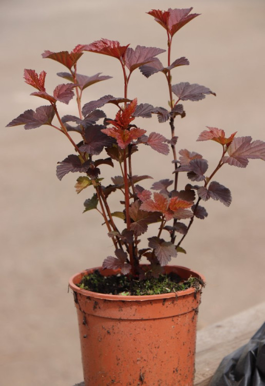 detail Tavola kalinolistá 'Schuch'