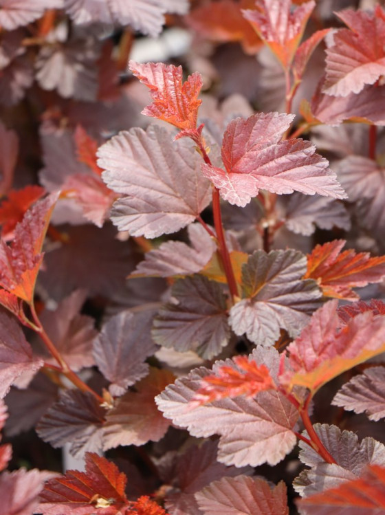 detail Tavola kalinolistá 'Schuch'
