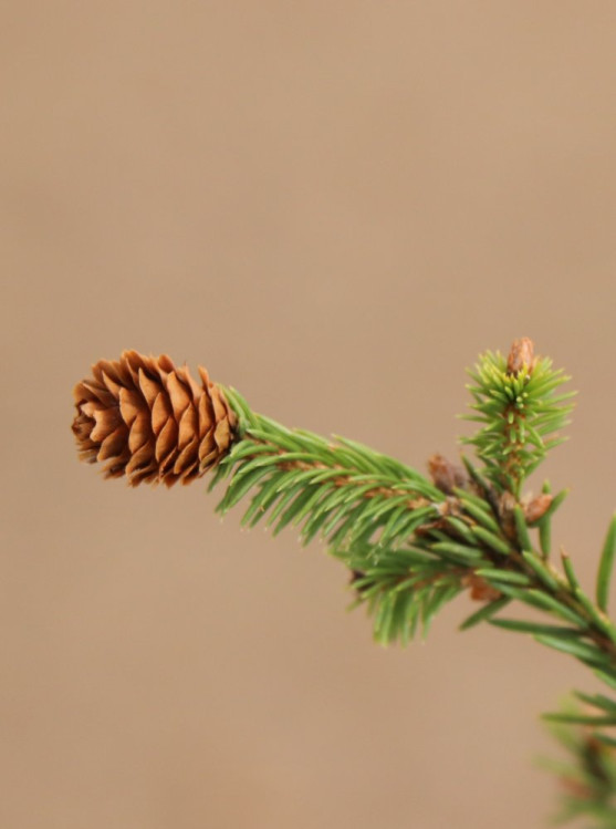 detail Smrk ztepilý ´Pusch´