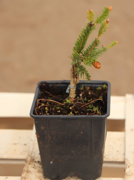 detail Smrk ztepilý ´Pusch´