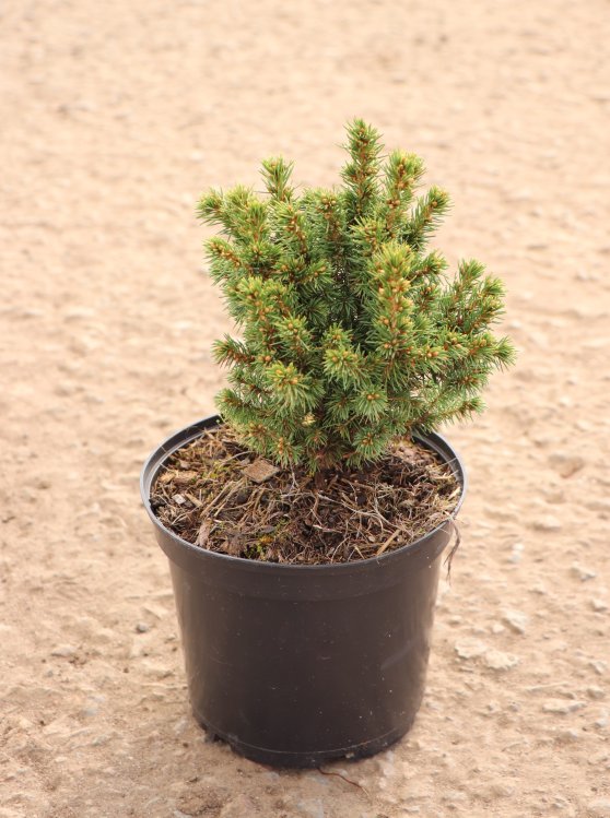 detail Smrk sivý 'Alberta Globe'