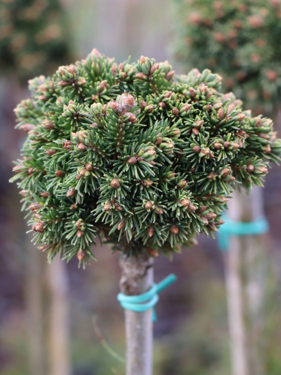 detail Smrk sivý 'Little Globe'