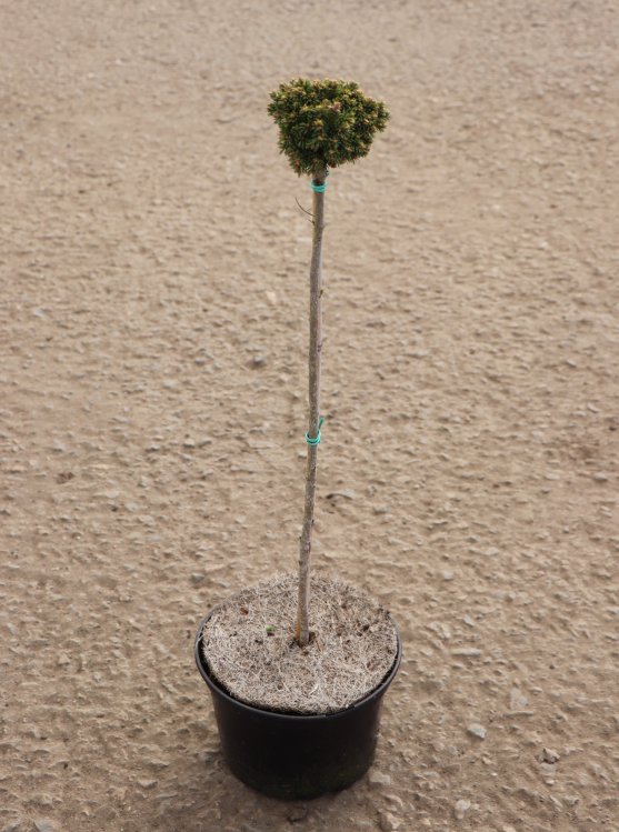 detail Smrk sivý 'Little Globe'