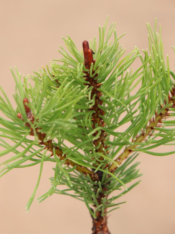 detail Borovice kleč 'Boží Dar´