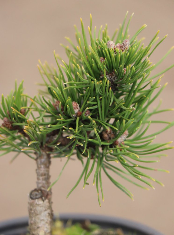 detail Borovice kleč 'Gnom´