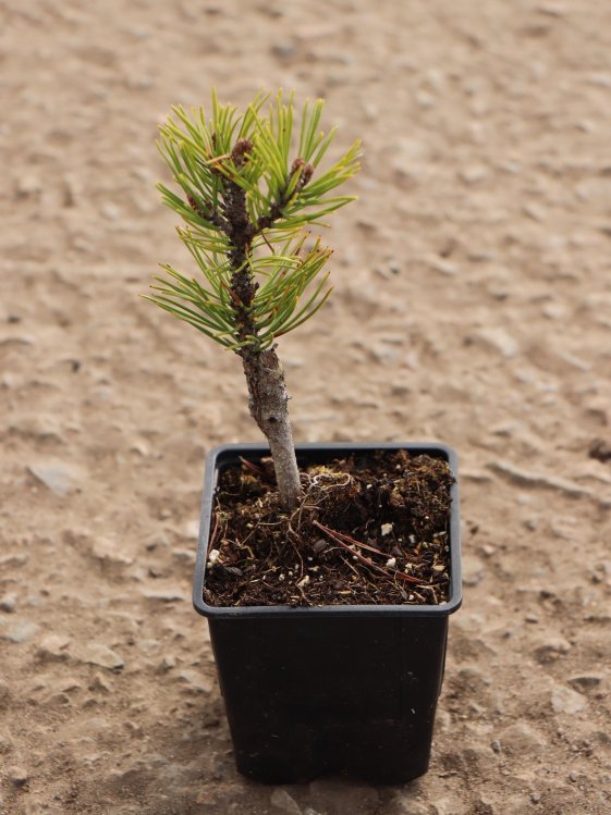 detail Borovice kleč 'Mops'