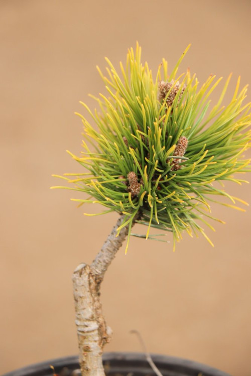 detail Borovice kleč 'Ophir'