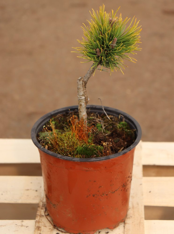 detail Borovice kleč 'Ophir'