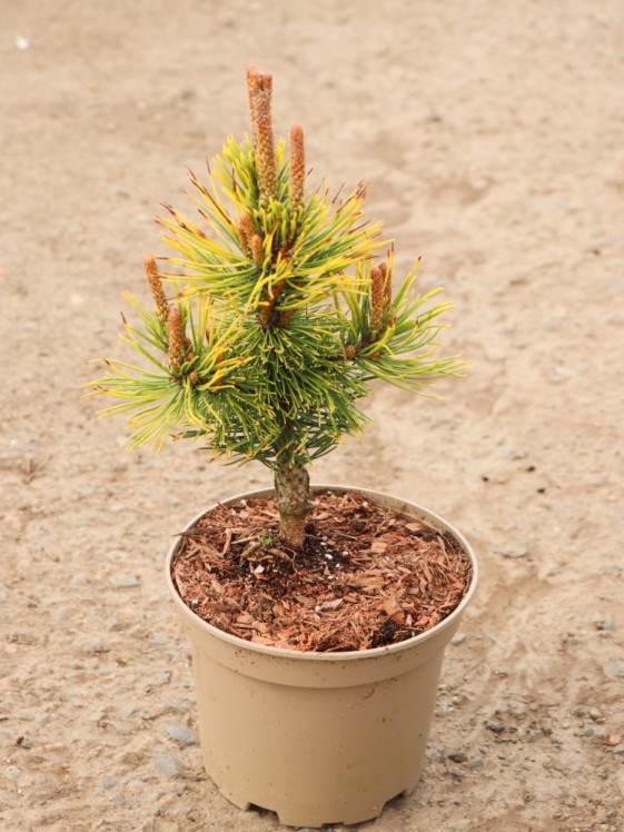 detail Borovice kleč 'Wintergold'