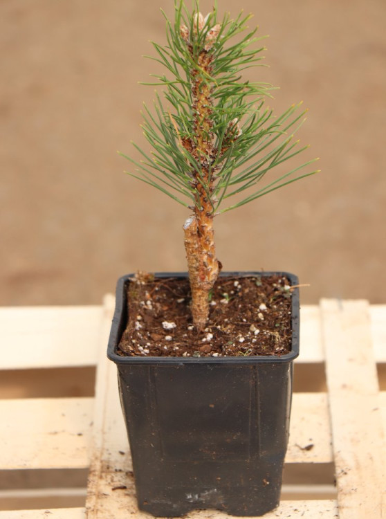 detail Borovice černá 'Frank´